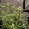 Green Gelato Automatic (RQS) Cannabis-Samen