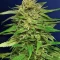 Pineapple Muffin Autoflower feminisierte Samen (Humboldt Seed Company)
