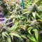 Section 781 Autoflowering (Blimburn x Herbies)