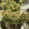 Strawberry Pie Auto Samen feminisiert (Fast Buds)