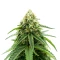 Sweet Critical CBD (00 Seeds)