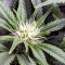 THC Bomb (Bomb Seeds) Cannabis-Samen