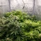 Tropicana Cherry (Barney's Farm)