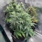 White Widow x White Fire OG Autoflower feminisierte Samen (Seedkeepers)