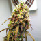 West Coast O.G. Auto (Fast Buds) Cannabis-Samen