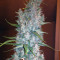 Purple Paralysis (Cream of the Crop Seeds) Cannabis-Samen
