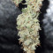 Amphetamine Auto (Cream of the Crop Seeds) Cannabis-Samen