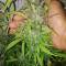 AK-77V strain