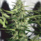 Pro Auto Mix feminisiertes Saatgut (Seedstockers)