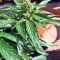 BCN Power Plant Autoflower (Seedstockers) Cannabis-Samen