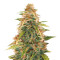 Berry Bomb (Bomb Seeds) Cannabis-Samen