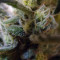 Berry Ryder Auto (Auto Seeds) Cannabis-Samen