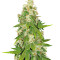 Blue Cheese (Big Buddha Seeds) Cannabis-Samen