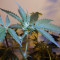 Brain Cake (Ripper Seeds) Cannabis-Samen