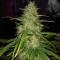 Bubble Bud (Blackskull Seeds) Cannabis-Samen
