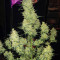 Cherry Bomb Auto (Bomb Seeds) Cannabis-Samen