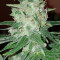 Critical Kush regular (Barney's Farm) Cannabis-Samen