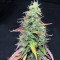 Goxuak Auto (Genehtik Seeds) Cannabis-Samen