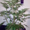 OGKZ (Humboldt Seeds Organization) Cannabis-Samen