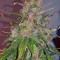 OGesus Auto (Expert Seeds) Cannabis-Samen