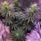 Outdoor Hurricane (Kera Seeds) Cannabis-Samen