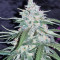 Pineapple (Seedstockers) Cannabis-Samen