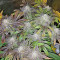 Pineapple (Seedstockers) Cannabis-Samen