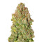 Sensi Skunk Automatic (Sensi Seeds) Cannabis-Samen