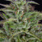 Sherbert Dab (Big Head Seeds) Cannabis-Samen