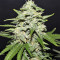 Sour Crack Auto (Mephisto Genetics) Cannabis-Samen