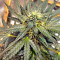 Sticky Fingers Autoflower (Seedstockers) Cannabis-Samen