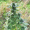 Super Skunk Autoflower (Seedstockers) Cannabis-Samen