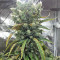 Super Skunk (Seedstockers) Cannabis-Samen