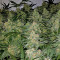 Tangilope (DNA Genetics) Cannabis-Samen