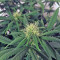 A.M.S. (GHS) Cannabis-Samen
