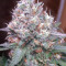 Gorilla SFV OG (Expert Seeds) Cannabis-Samen
