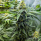 Hero Cookies feminisierte Samen (AlphaFem Seeds)
