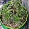 Jack’s Dream Samen feminisiert (Green House Seeds)