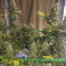 Monster Gelato (Monster Genetics) Cannabis-Samen