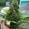 Tangie'matic Auto (Fast Buds) Cannabis-Samen zu verkaufen