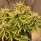 West Coast O.G. Auto (Fast Buds) Cannabis-Samen zu verkaufen