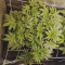 Runtz Auto Cannabis-Samen Kaufen