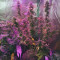 Stracciatella (T.H. Seeds) Cannabis-Samen zu verkaufen