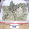 Original Auto OG Kush (Fast Buds) Cannabis-Samen zu verkaufen