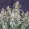 Original Auto Northern Lights (Fast Buds) Cannabis-Samen zu verkaufen
