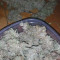 GG#4 Original Glue (Original Sensible Seeds) Cannabis-Samen zu verkaufen