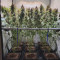 Strawberry Lemonade Cannabis-Samen Kaufen