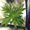 Franco's Lemon Cheese (GHS) Cannabis-Samen zu verkaufen