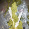 Bruce Banner #3 Auto Cannabis-Samen Kaufen