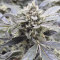 Strawberry Banana Auto Cannabis-Samen Kaufen